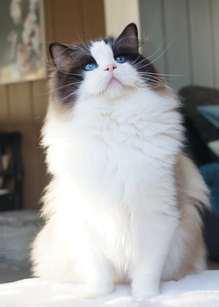 Suche Ragdoll Deckkater in seal bicolor