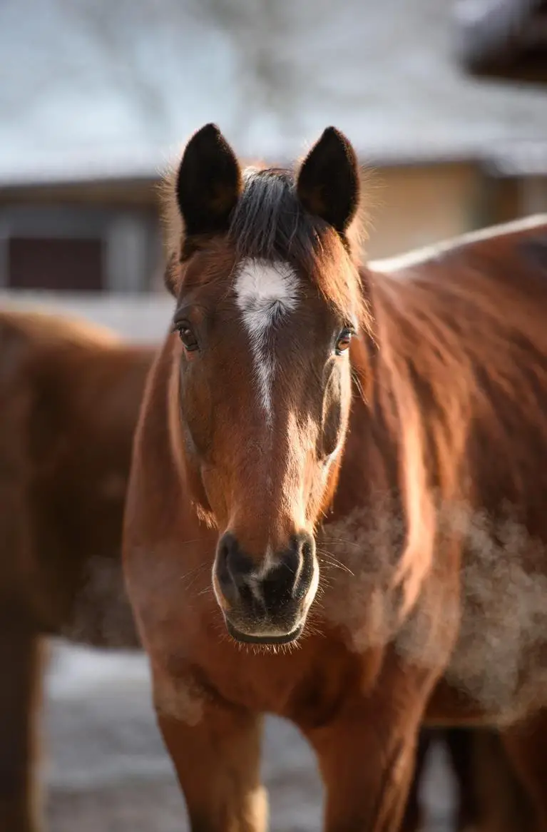 Reitbeteiligung gesucht für liebe Warmblutstute