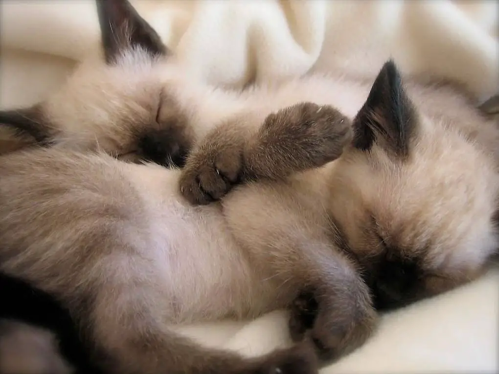 Siamkatzen aus reinrassiger Zucht