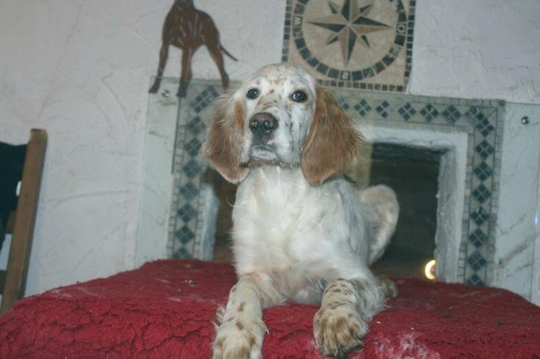 Süsse English Setter Welpen mit Stammbaum