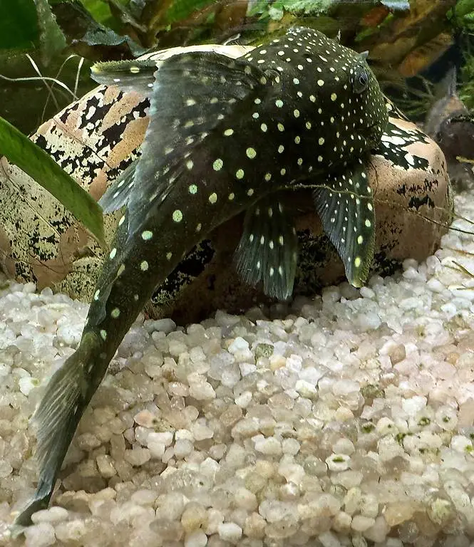 WELS L128 - Blue Phantom - Hemiancistrus spec ...