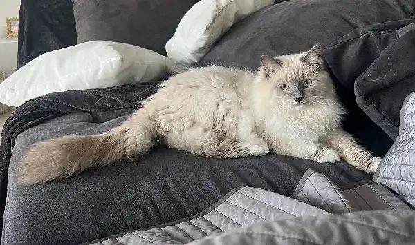 Deckkater Neva Masquerade