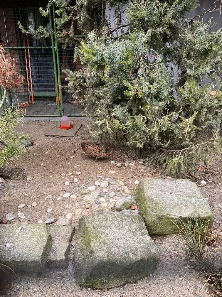 Jagdfasan zu verkaufen eigene Zucht (Tierpark)