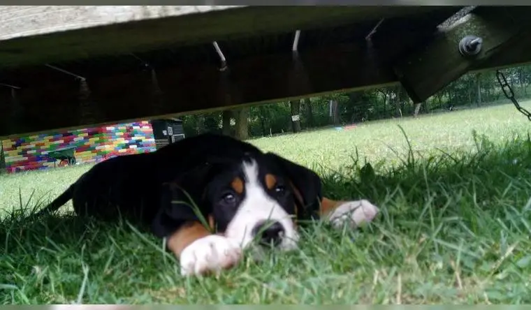 Grosse Schweizer Sennenhunde Welpen mit Papieren