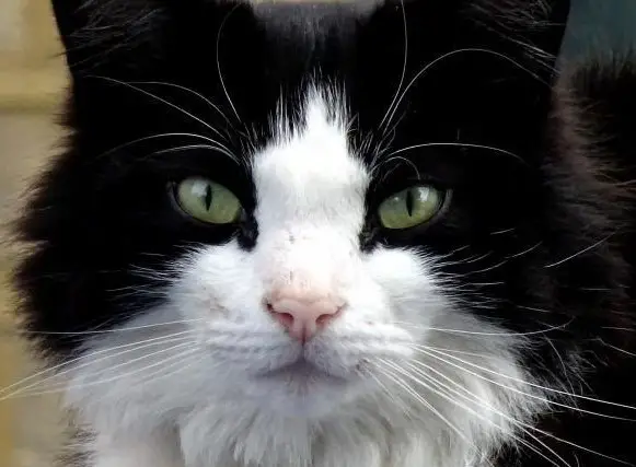 Katzenpension bietet professionelle Katzenbetreuung