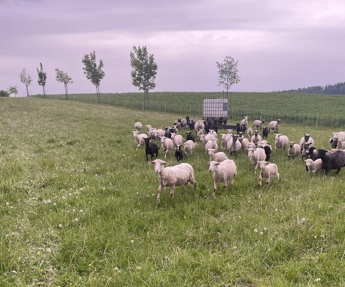 Diverse Schafe von Biobetrieb zu verkaufen