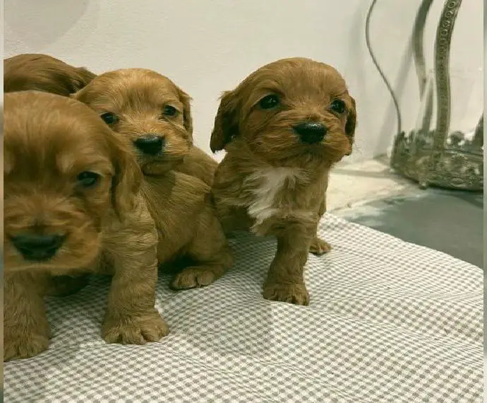 Cockerpoo Welpen Cockerpoo x Zwerpudel (Cocker Cockapoo Pudel Cavapoo Havapoo )