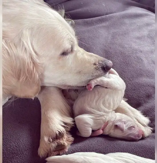 Golden Retriever Welpen von den Rhön Goldies (4 Rüden und 7 Hündinnen)