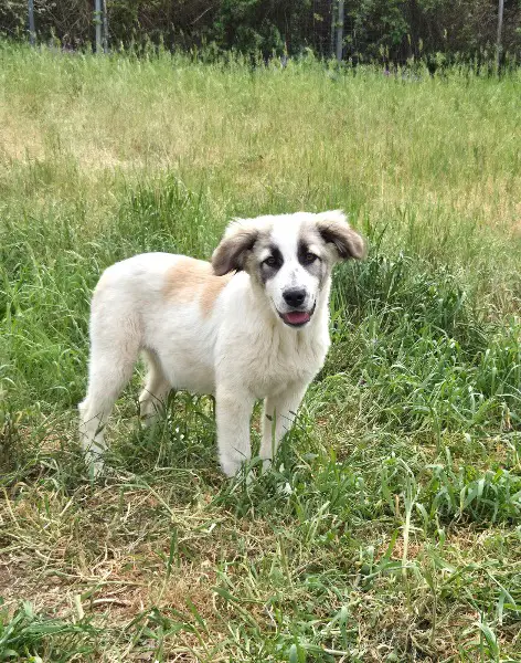 Hermine, Mischlingshündin, ca. 3 Monate, z.zt. in Griechenland