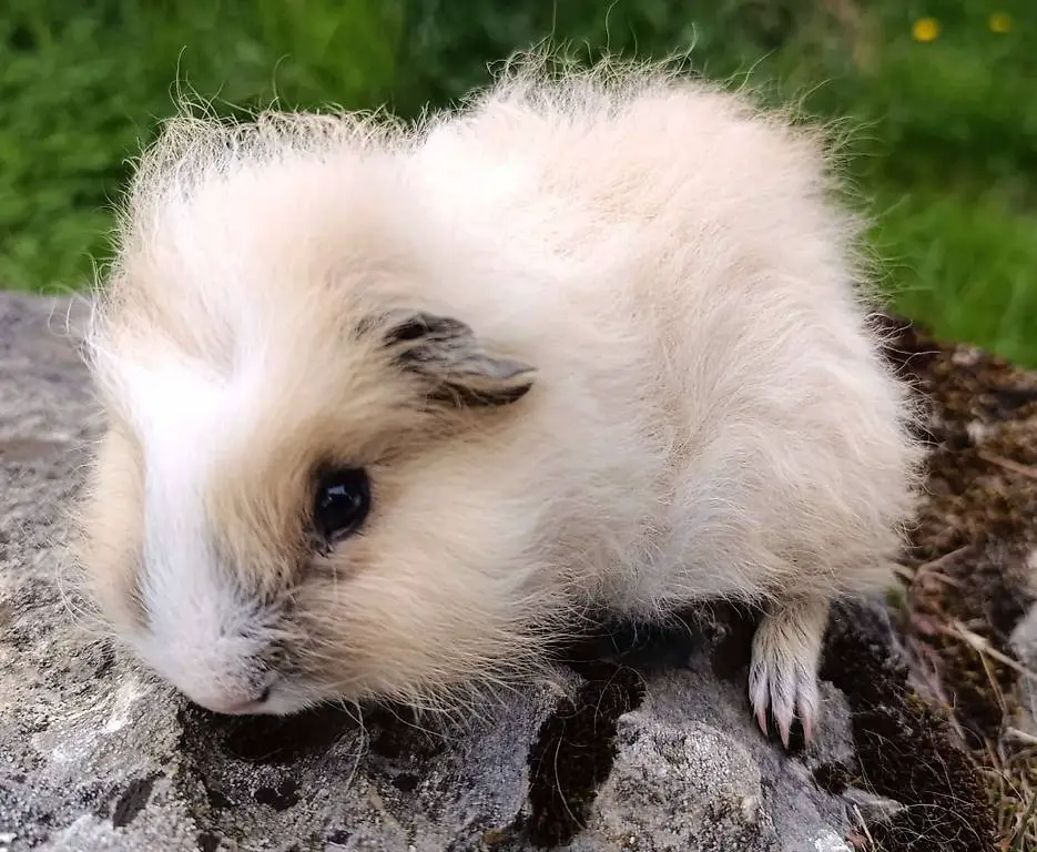 Lunkarya und Ch Teddys Meerschweinchen