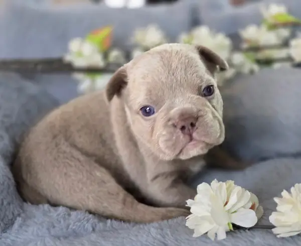 Fluffy französische Bulldogge Welpen