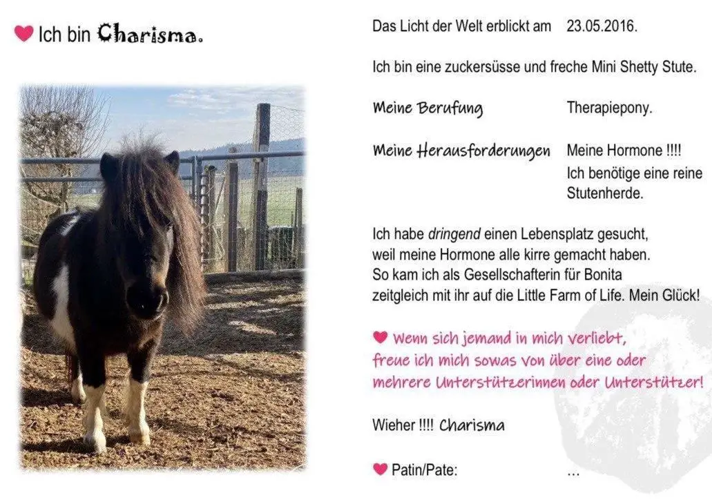 Pferde oder Pony Patenschaft auf der «Little Farm of Life»