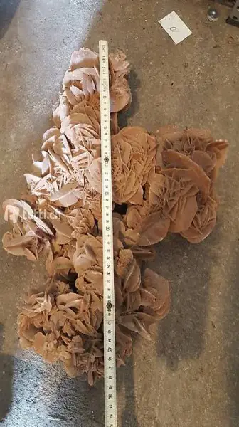 Desert rose / rosa del seserto