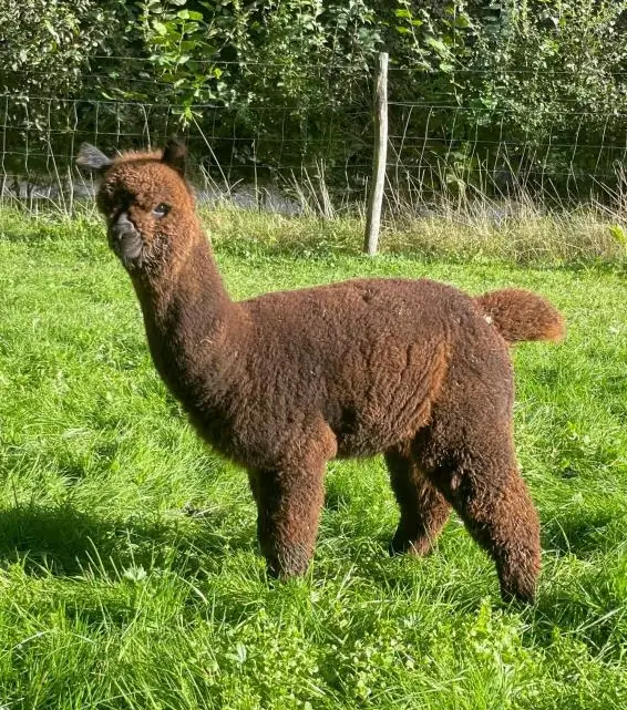 2 Alpaka Junghengste zu verkaufen