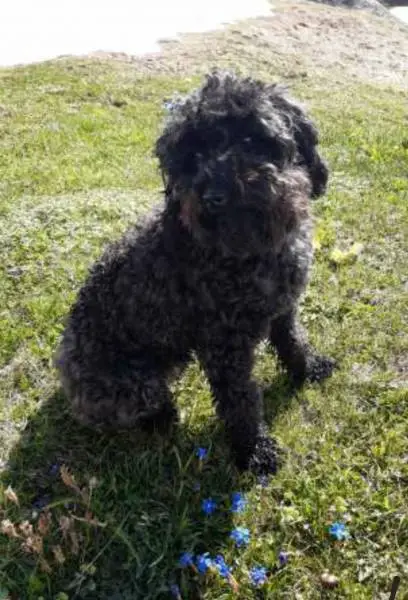 Croisée cherche cocker, schnauzer, cockapoo, barbet, lagotto...
