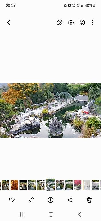 Carpes Koi et Esturgeons à vendre