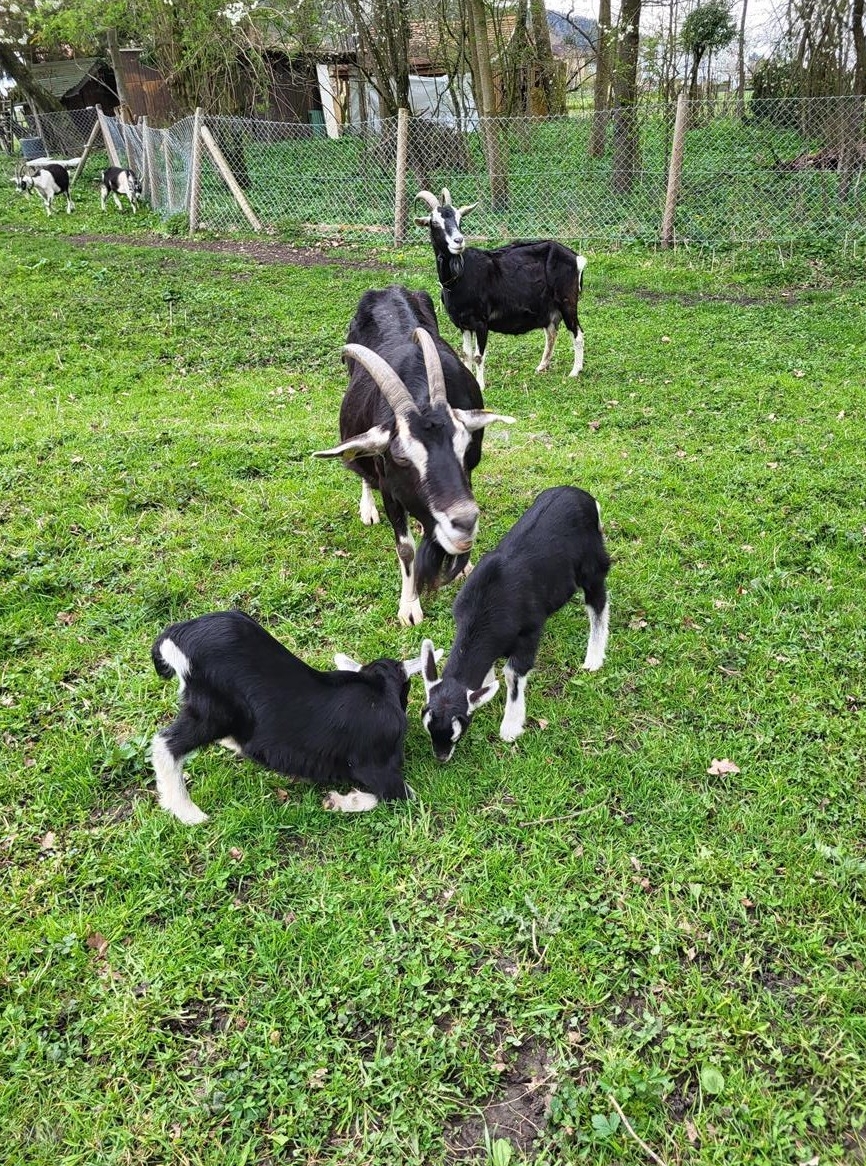 Bündner Strahlenziegen Mädel + 2 kastrierte Böckli suchen ein Zuhause