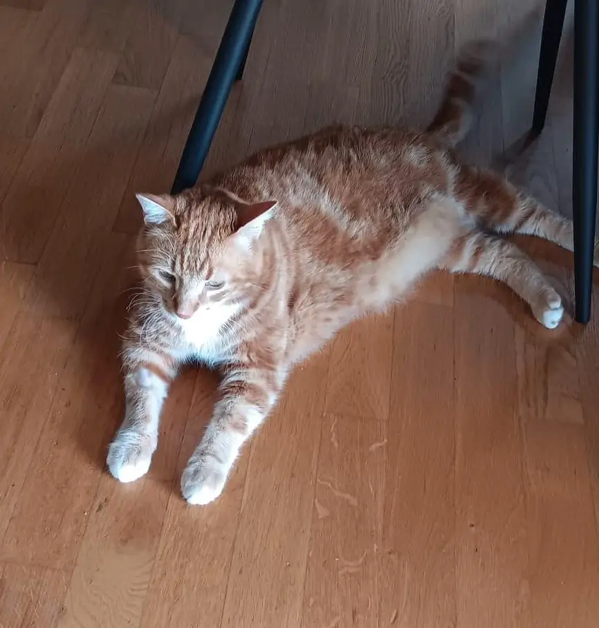 Freiheitsliebender Kater sucht ein neues Zuhause