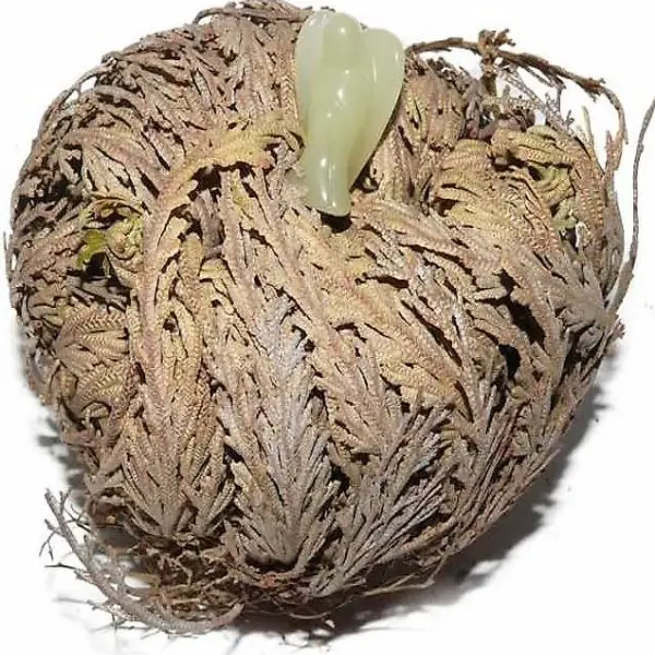  Rose von Jericho mit Engelchen Jade