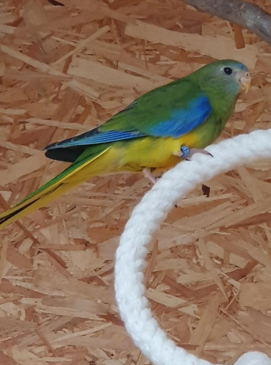 2 Schönsittiche beringt zu verkaufen