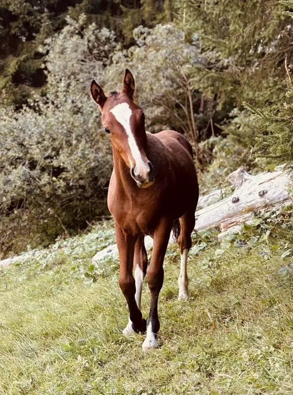 Freiberger Stutfohlen zu verkaufen