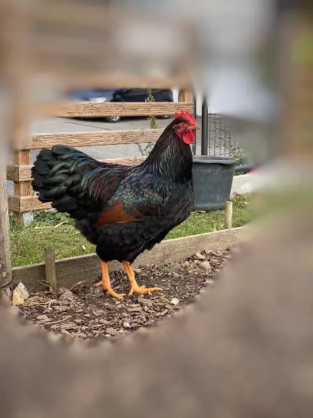 Barnevelder Junghähne suchen ein Zuhause