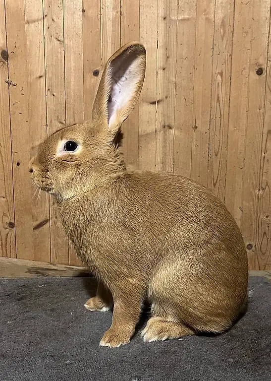 Reinrassige Burgunder Kaninchen