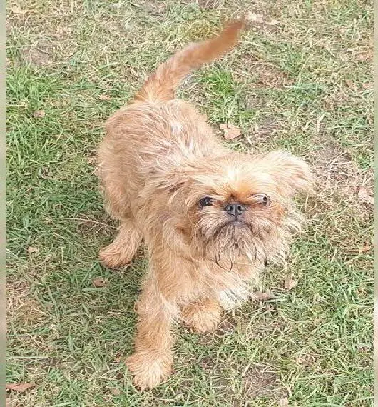 Brüsseler und Brabanter Griffons, Zwerggriffon Welpen mit Ahnenpass