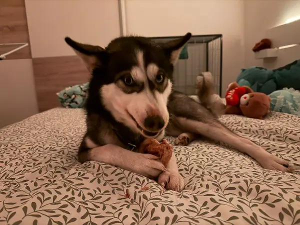 Husky zu verkaufen – lieb, anhänglich und sozial