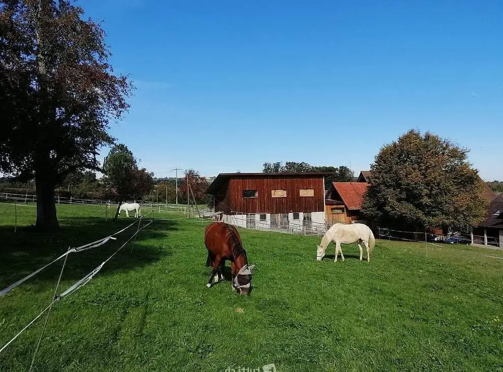 Helle & schöne Einzel-Auslaufbox in Sempach LU
