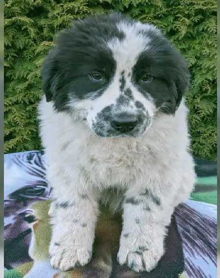 Neufundländer Welpen, Rüden, schwarz-weiss, in liebe Hände