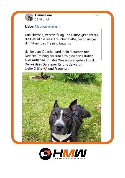 Hundetraining – Persönlich oder auch via Video