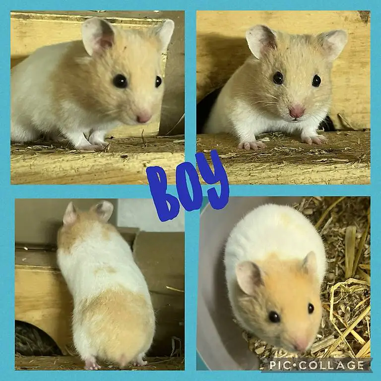 Goldhamster teddy hamster