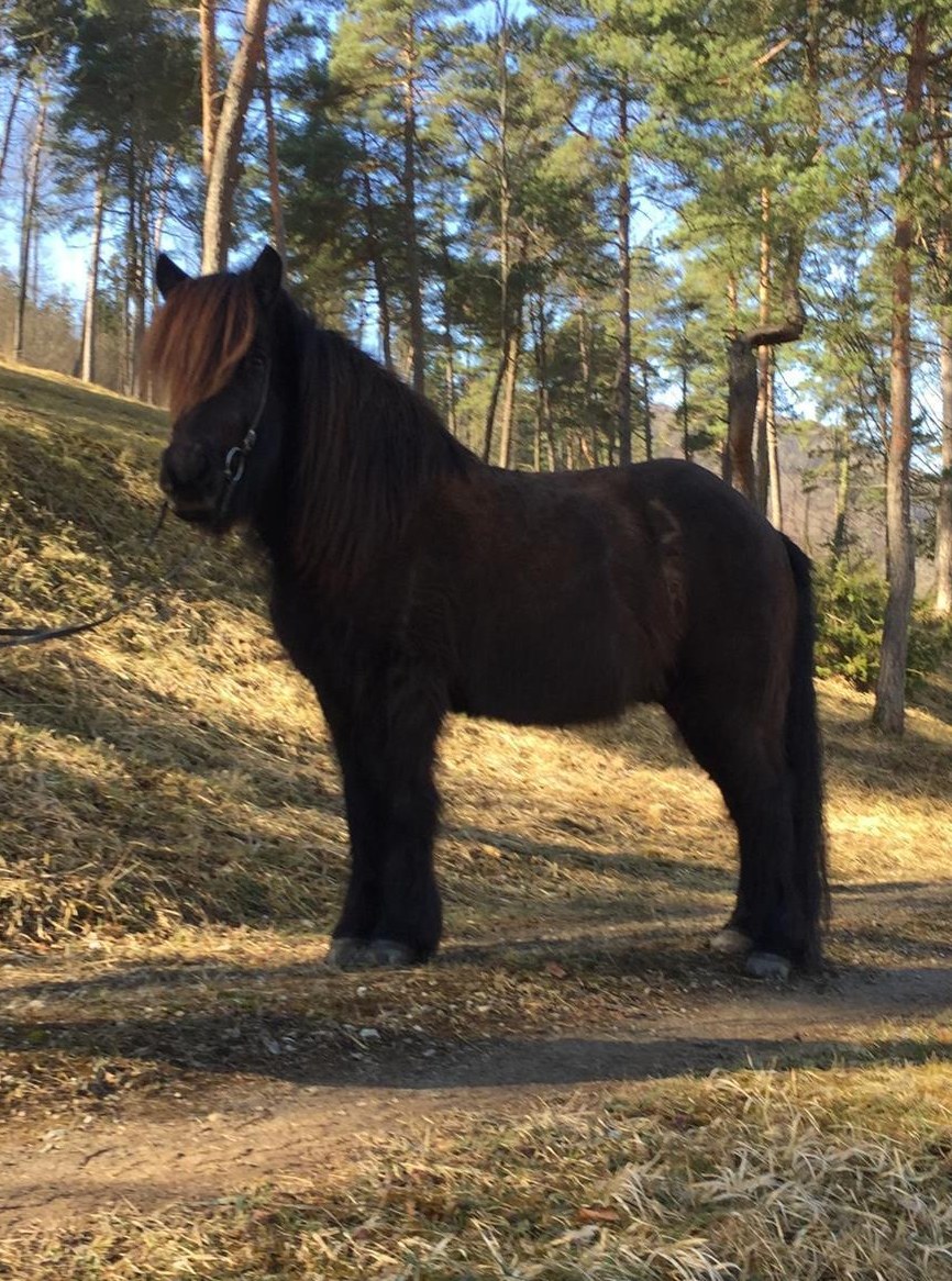 Isländer Wallach zu verkaufen