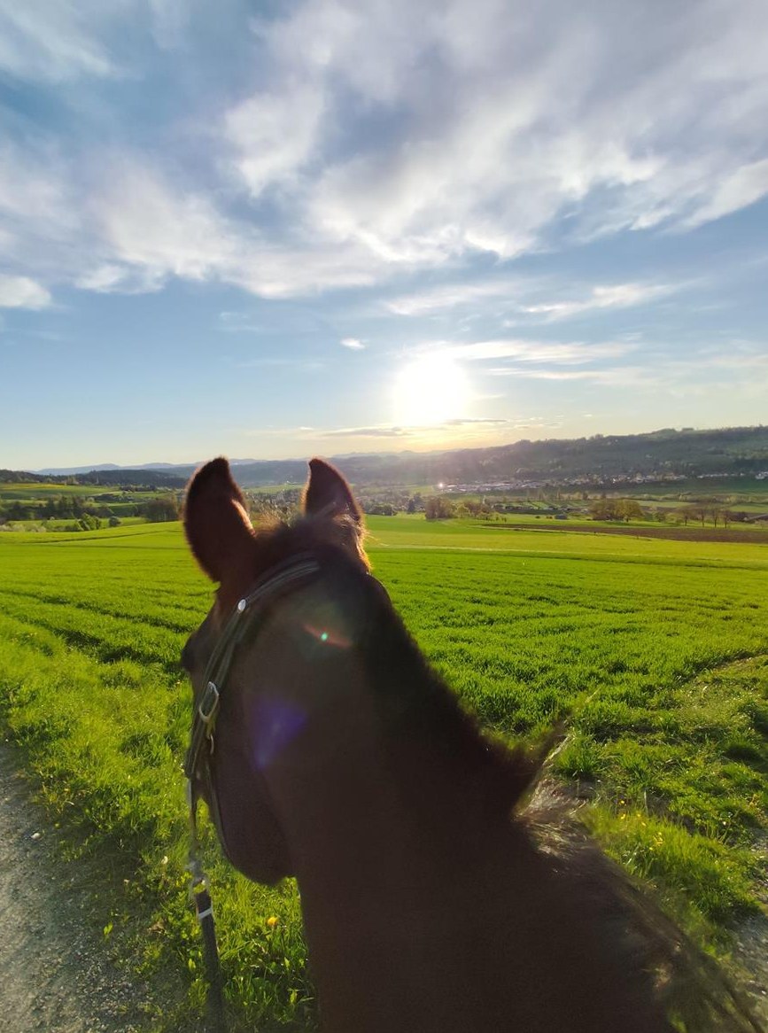 Reitbeteiligung für Araber zu vergeben in Reinach AG
