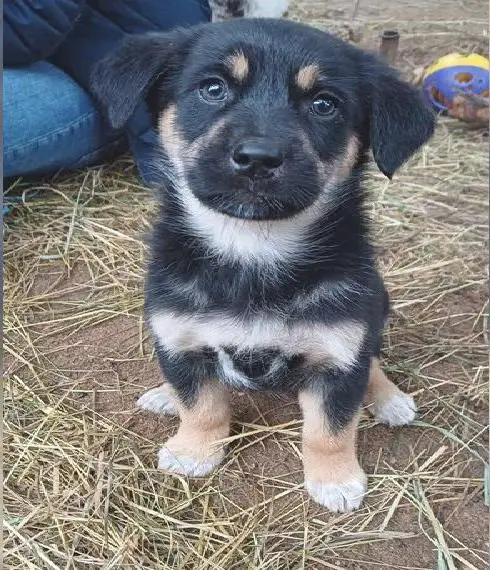 Goldencollie Aussiedor Welpe/ Hündin/ Tricolor/ Familien und Anfängerhund