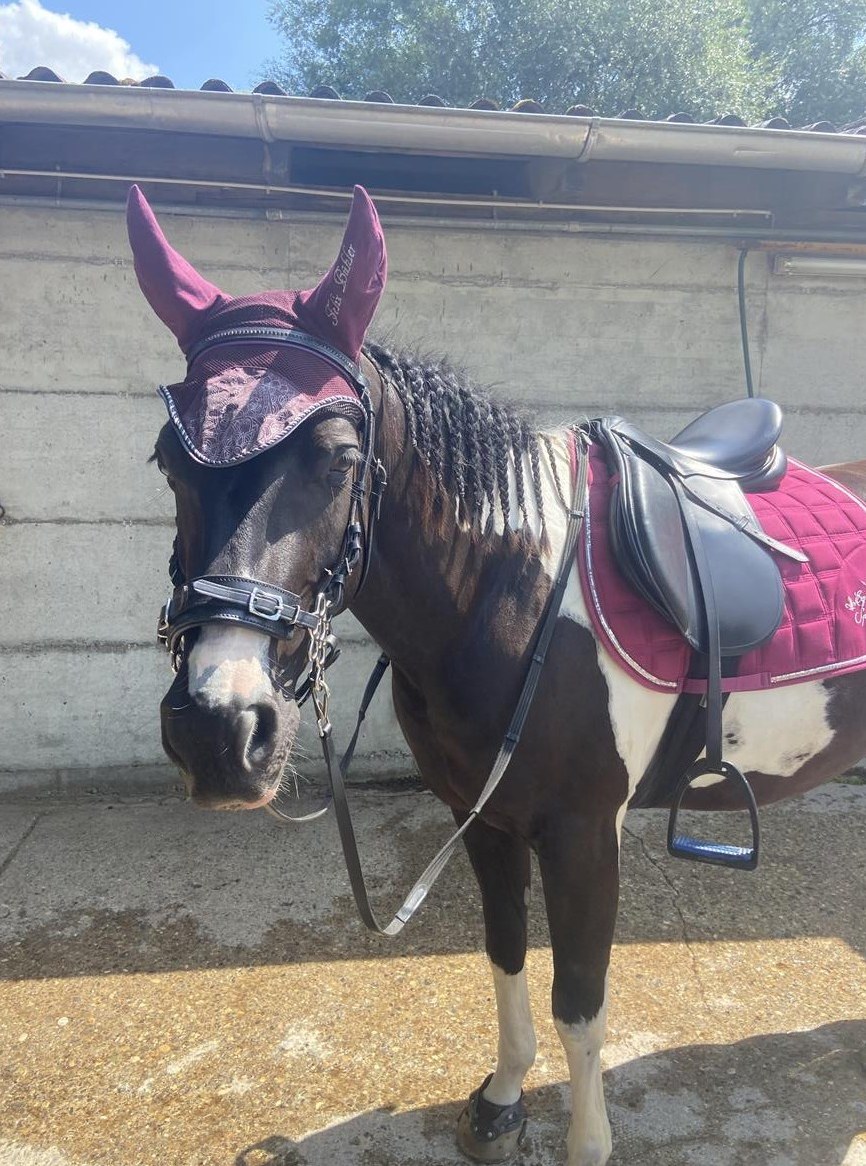 Pflege-/Reitbeteiligung auf lieber Paint Horse Stute