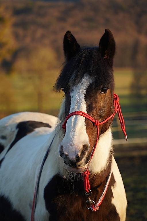 Reitbeteiligung gesucht