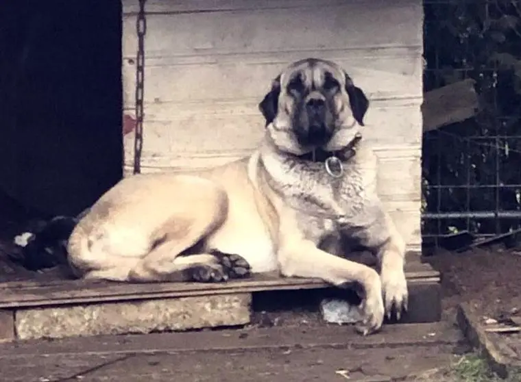 Türkische Hirtenhund