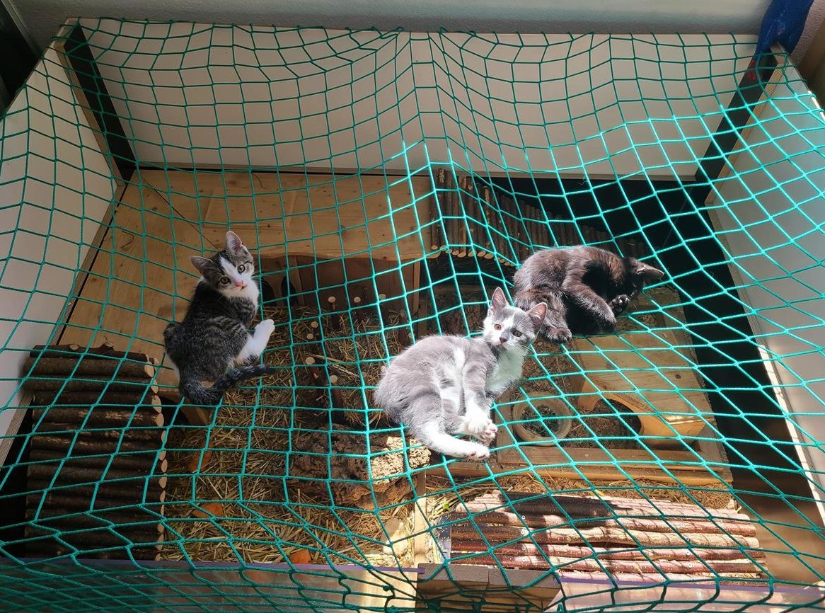 3 junge Kätzchen zu verkaufen