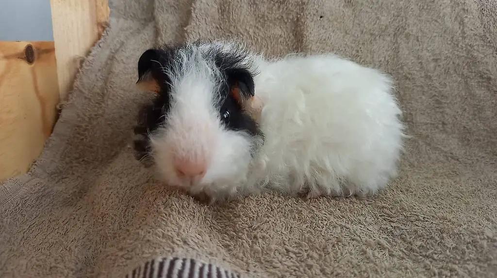 Meerschweinchen Babys abzugeben