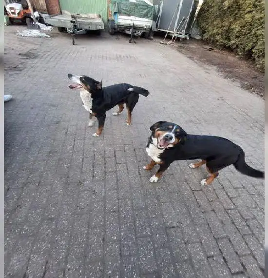 Verkaufe 2 schweizer benersennen Weibchen