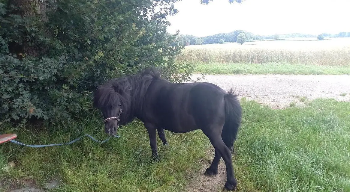 Suche Stallhilfe für den Abendstall, Wohlen AG