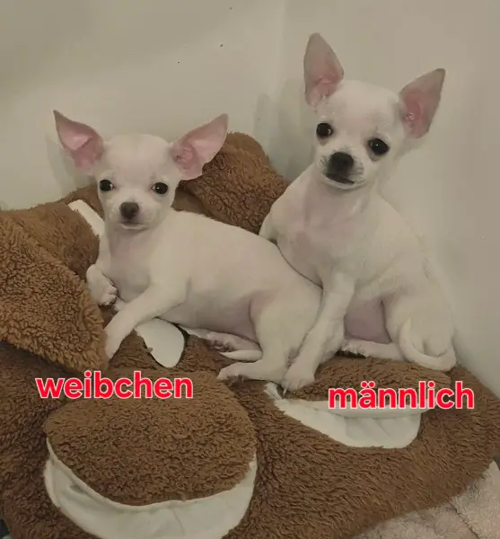 Chihuahua welpen