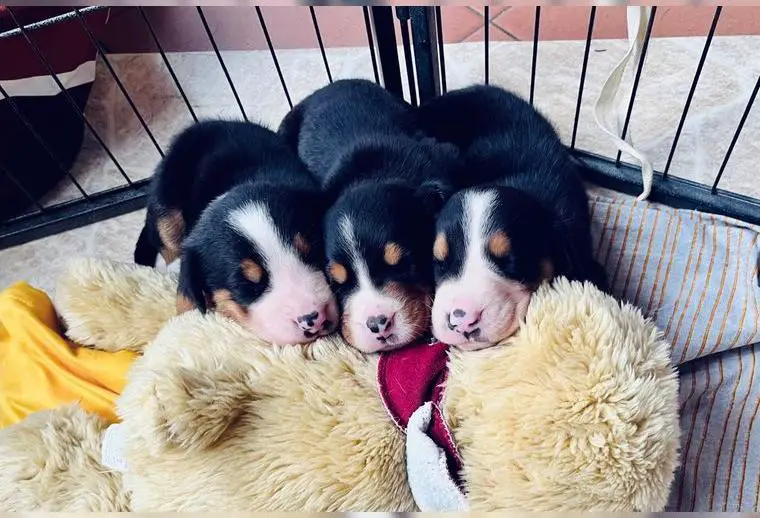 Grosser Schweizer Sennenhund - Welpen