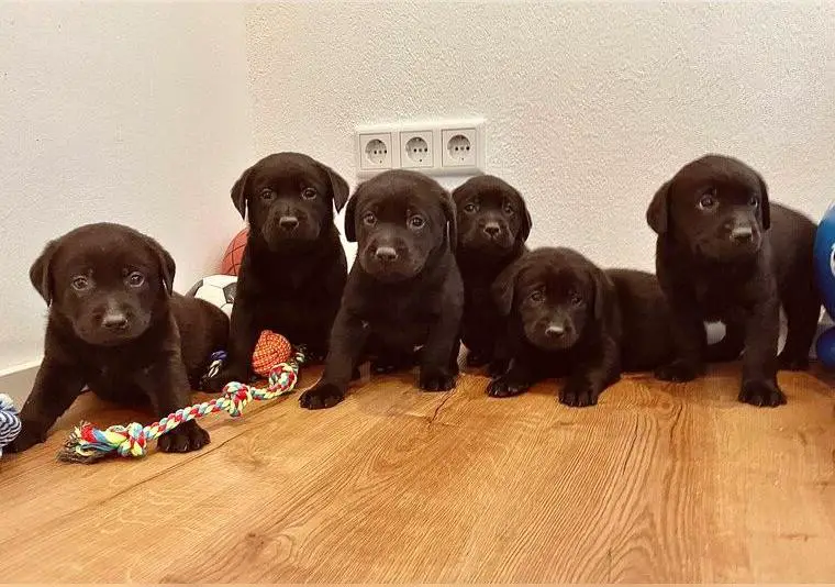 Labrador Welpen aus Top Verpaarung in ca. 2 Wochen Abgabebereit