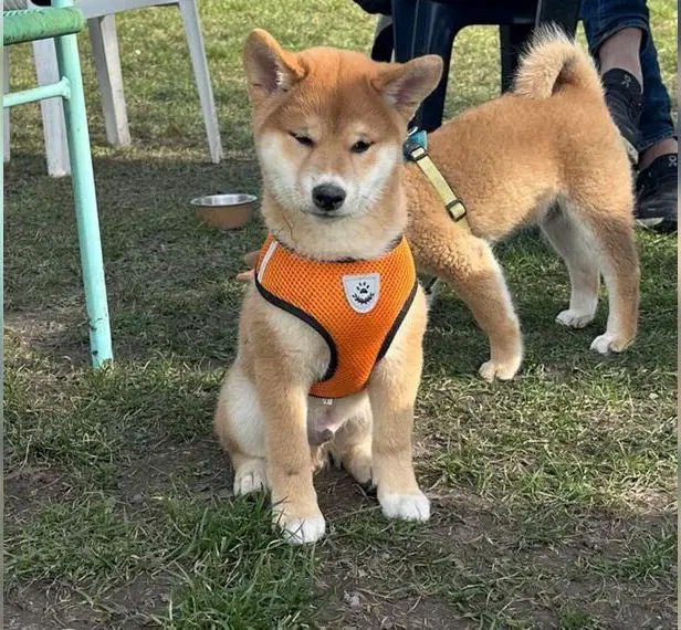 Shiba Inu Welpe