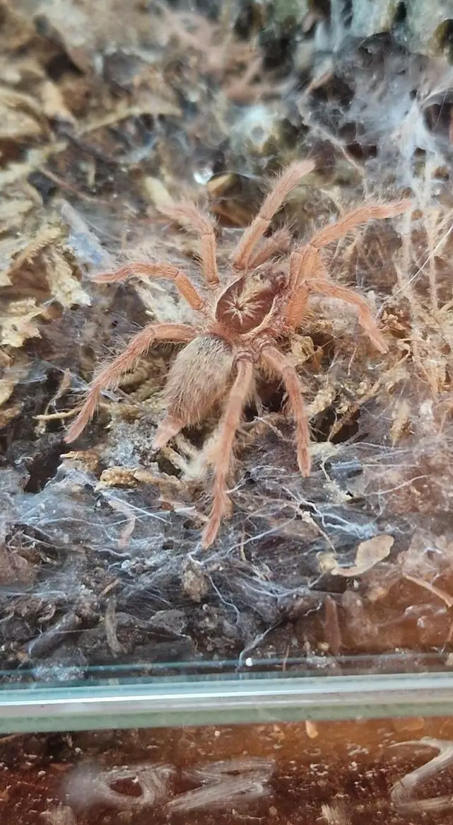 Vogelspinnen zu verkaufen