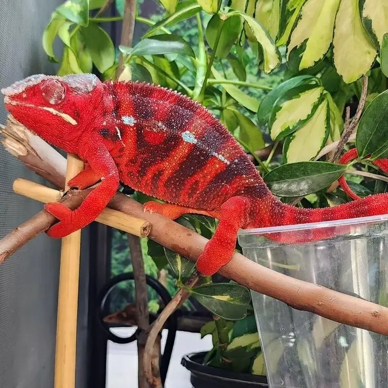 Pantherchamäleon in Gefangenschaft gezüchtet