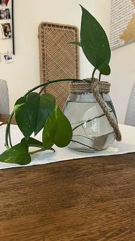 20cm Kletterpflanze Philodendron / Efeutute